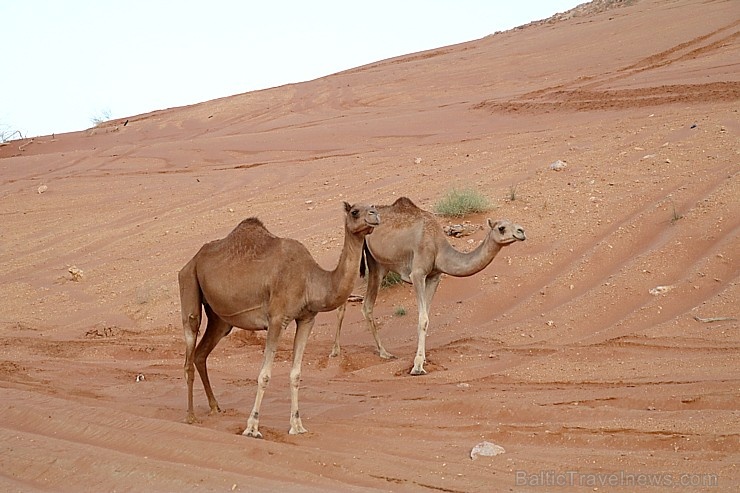 Travelnews.lv iepazīst Šārdžas emirāta tuksneša dzīvi izbraucienā ar apvidus spēkratu, Atbalsta: VisitSharjah.com un Novatours.lv Travelnews.lv iepazīst Šārdžas emirāta tuksneša dzīvi izbraucienā ar apvidus spēkratu, Atbalsta: VisitSharjah.com un Novatours.lv 270811