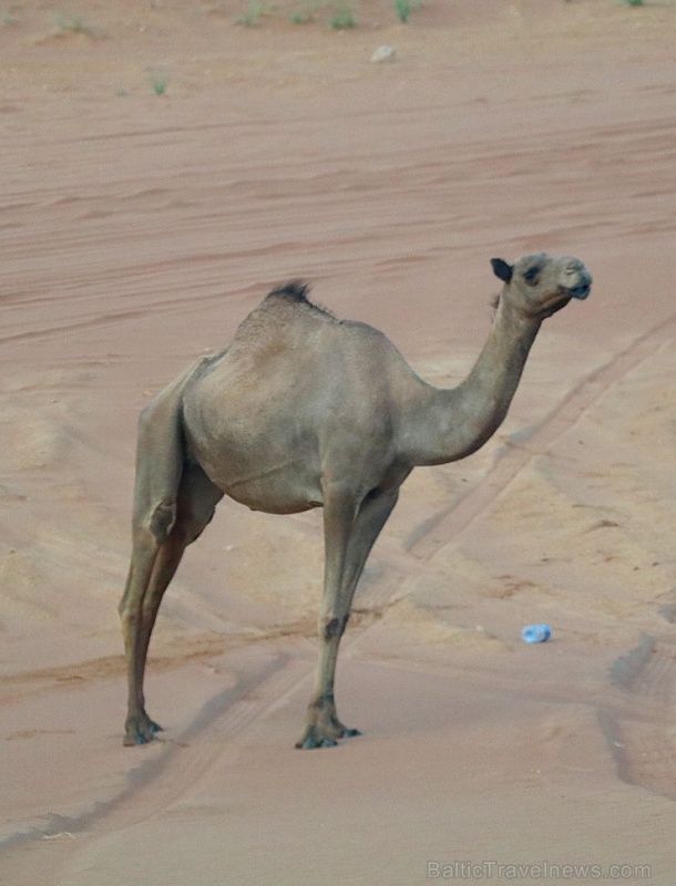 Travelnews.lv iepazīst Šārdžas emirāta tuksneša dzīvi izbraucienā ar apvidus spēkratu, Atbalsta: VisitSharjah.com un Novatours.lv Travelnews.lv iepazīst Šārdžas emirāta tuksneša dzīvi izbraucienā ar apvidus spēkratu, Atbalsta: VisitSharjah.com un Novatours.lv 270812