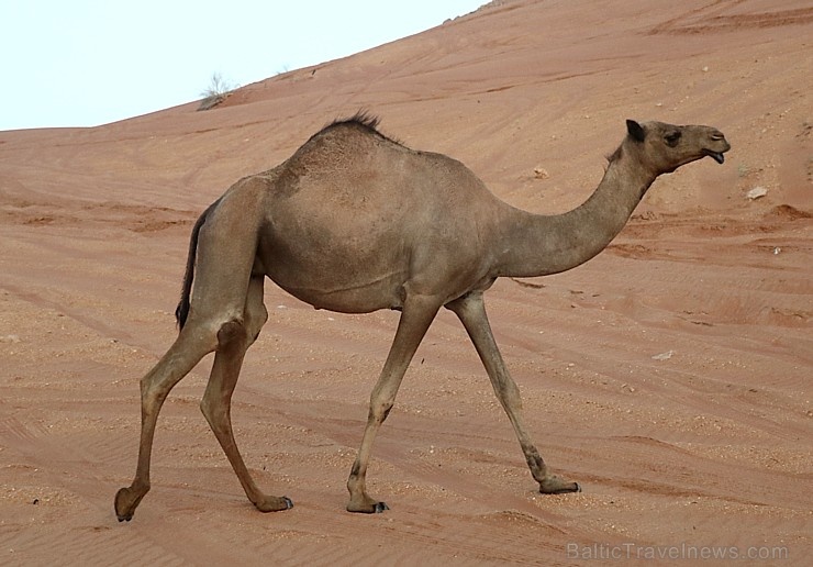 Travelnews.lv iepazīst Šārdžas emirāta tuksneša dzīvi izbraucienā ar apvidus spēkratu, Atbalsta: VisitSharjah.com un Novatours.lv Travelnews.lv iepazīst Šārdžas emirāta tuksneša dzīvi izbraucienā ar apvidus spēkratu, Atbalsta: VisitSharjah.com un Novatours.lv 270813
