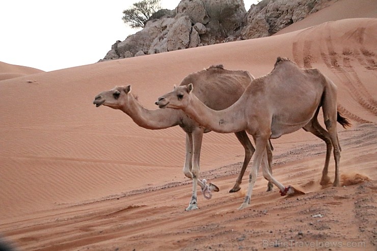 Travelnews.lv iepazīst Šārdžas emirāta tuksneša dzīvi izbraucienā ar apvidus spēkratu, Atbalsta: VisitSharjah.com un Novatours.lv Travelnews.lv iepazīst Šārdžas emirāta tuksneša dzīvi izbraucienā ar apvidus spēkratu, Atbalsta: VisitSharjah.com un Novatours.lv 270822