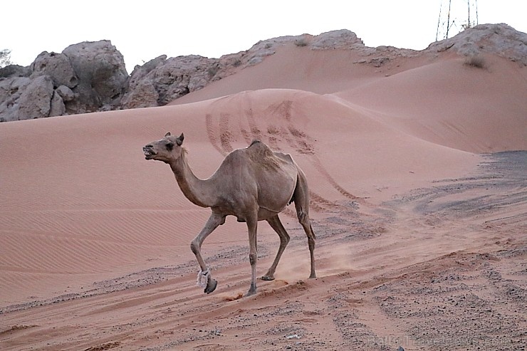 Travelnews.lv iepazīst Šārdžas emirāta tuksneša dzīvi izbraucienā ar apvidus spēkratu, Atbalsta: VisitSharjah.com un Novatours.lv Travelnews.lv iepazīst Šārdžas emirāta tuksneša dzīvi izbraucienā ar apvidus spēkratu, Atbalsta: VisitSharjah.com un Novatours.lv 270823