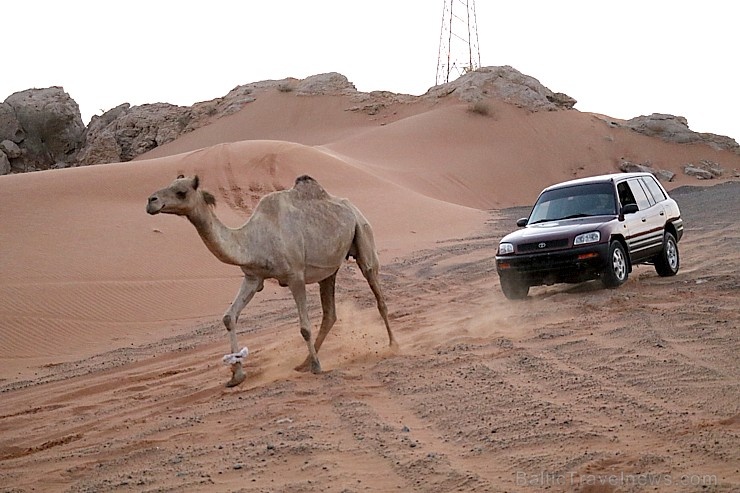 Travelnews.lv iepazīst Šārdžas emirāta tuksneša dzīvi izbraucienā ar apvidus spēkratu, Atbalsta: VisitSharjah.com un Novatours.lv Travelnews.lv iepazīst Šārdžas emirāta tuksneša dzīvi izbraucienā ar apvidus spēkratu, Atbalsta: VisitSharjah.com un Novatours.lv 270824