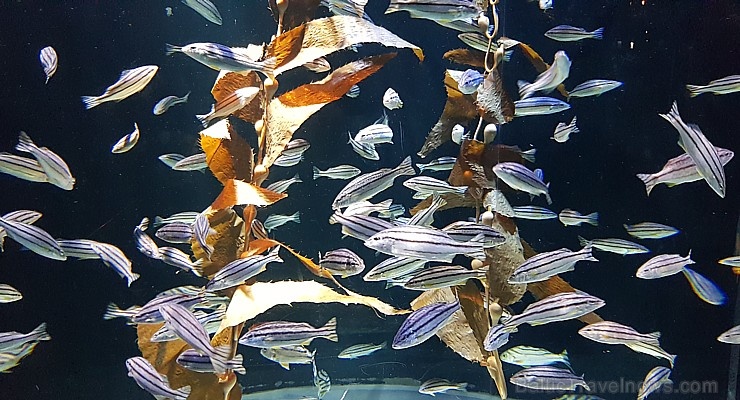 Travelnews.lv apmeklē zemūdens pasauli «Sharjah Aquarium». Atbalsta: VisitSharjah.com un Novatours.lv Travelnews.lv apmeklē zemūdens pasauli «Sharjah Aquarium». Atbalsta: VisitSharjah.com un Novatours.lv 272955