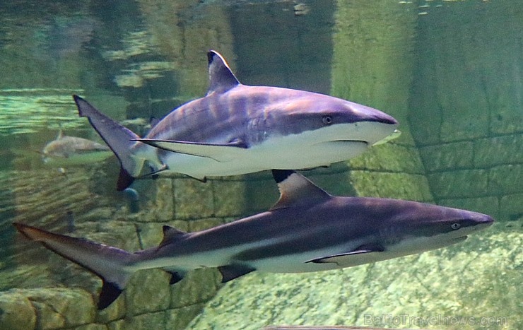 Travelnews.lv apmeklē zemūdens pasauli «Sharjah Aquarium». Atbalsta: VisitSharjah.com un Novatours.lv Travelnews.lv apmeklē zemūdens pasauli «Sharjah Aquarium». Atbalsta: VisitSharjah.com un Novatours.lv 272958