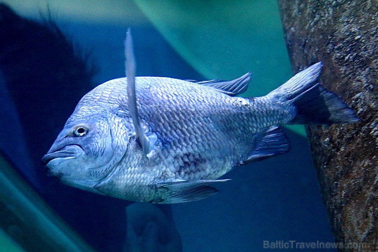 Travelnews.lv apmeklē zemūdens pasauli «Sharjah Aquarium». Atbalsta: VisitSharjah.com un Novatours.lv 272963