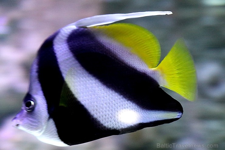 Travelnews.lv apmeklē zemūdens pasauli «Sharjah Aquarium». Atbalsta: VisitSharjah.com un Novatours.lv 272975