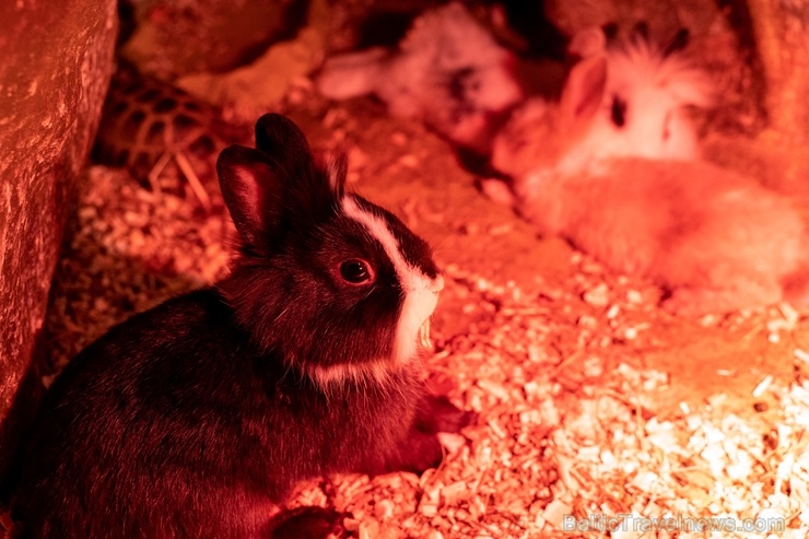 Latgales zoodārzā Daugavpilī atrodas neliela tropu oāze, kurā mīt dažādi eksotiskie un vietējie dzīvnieki Latgales zoodārzā Daugavpilī atrodas neliela tropu oāze, kurā mīt dažādi eksotiskie un vietējie dzīvnieki 273739