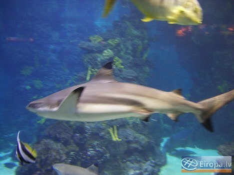 L'Aquàrium Barcelona - www.aquariumbcn.com 14942