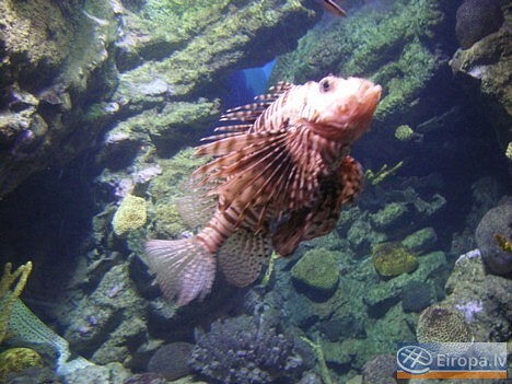 L'Aquàrium Barcelona - www.aquariumbcn.com 14943