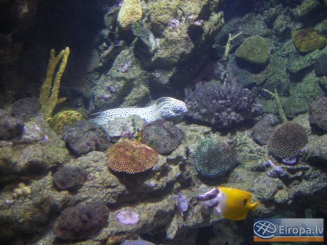 L'Aquàrium Barcelona - www.aquariumbcn.com 14944