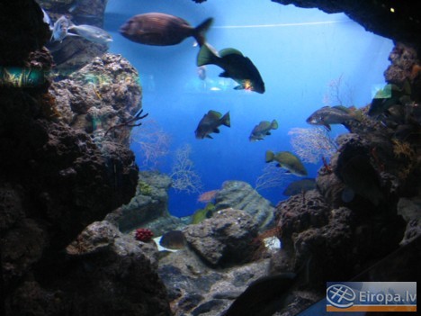 L'Aquàrium Barcelona - www.aquariumbcn.com 14958