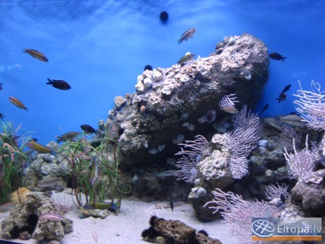 L'Aquàrium Barcelona - www.aquariumbcn.com 14959
