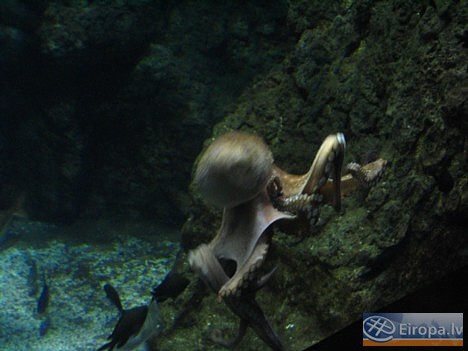 L'Aquàrium Barcelona - www.aquariumbcn.com 14961