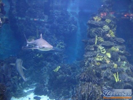 L'Aquàrium Barcelona - www.aquariumbcn.com 14962