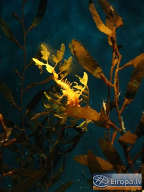 L'Aquàrium Barcelona - www.aquariumbcn.com 14963