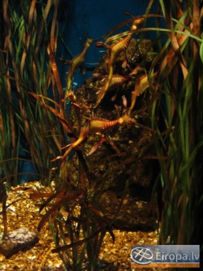 L'Aquàrium Barcelona - www.aquariumbcn.com 14964
