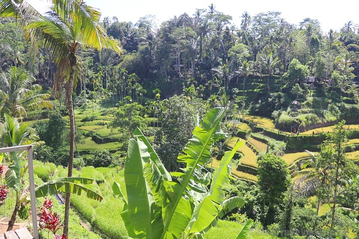 Travelnews.lv izbauda Bali lielās šūpoles «The Natural Terrace Swing». Atbalsta: «Turkish Airlines» un «365 Brīvdienas» Travelnews.lv izbauda Bali lielās šūpoles «The Natural Terrace Swing». Atbalsta: «Turkish Airlines» un «365 Brīvdienas» 279303