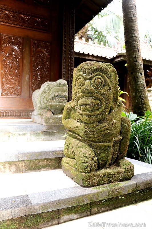 Travelnews.lv iepazīst Bali džungļu viesnīcas «Ayung Resort Ubud» villas. «Turkish Airlines» un «365 Brīvdienas» Travelnews.lv iepazīst Bali džungļu viesnīcas «Ayung Resort Ubud» villas. «Turkish Airlines» un «365 Brīvdienas» 280081