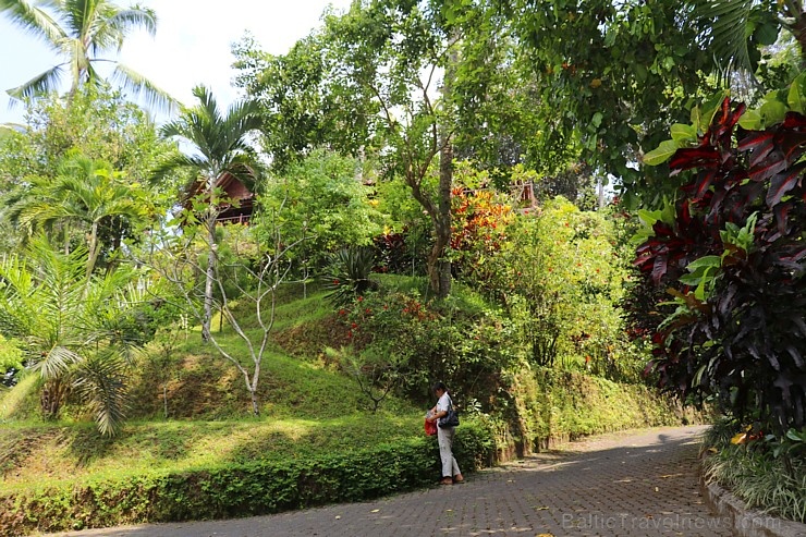 Travelnews.lv iepazīst Bali džungļu viesnīcas «Ayung Resort Ubud» villas. «Turkish Airlines» un «365 Brīvdienas» Travelnews.lv iepazīst Bali džungļu viesnīcas «Ayung Resort Ubud» villas. «Turkish Airlines» un «365 Brīvdienas» 280082