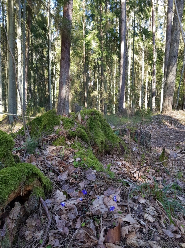 Staigājot pa taku, ir iespējams aplūkot augu, sūnu, ķērpju un kukaiņu daudzveidību, dižkokus, Jāņupītes stāvkrastu, kā arī novērtēt 2005. gada orkāna Staigājot pa taku, ir iespējams aplūkot augu, sūnu, ķērpju un kukaiņu daudzveidību, dižkokus, Jāņupītes stāvkrastu, kā arī novērtēt 2005. gada orkāna 280140