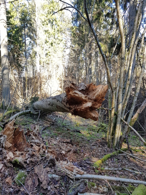 Staigājot pa taku, ir iespējams aplūkot augu, sūnu, ķērpju un kukaiņu daudzveidību, dižkokus, Jāņupītes stāvkrastu, kā arī novērtēt 2005. gada orkāna Staigājot pa taku, ir iespējams aplūkot augu, sūnu, ķērpju un kukaiņu daudzveidību, dižkokus, Jāņupītes stāvkrastu, kā arī novērtēt 2005. gada orkāna 280147