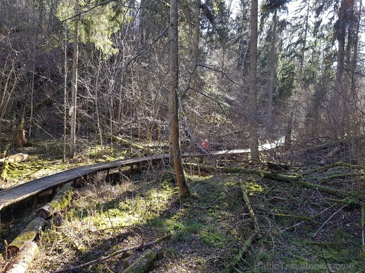 Staigājot pa taku, ir iespējams aplūkot augu, sūnu, ķērpju un kukaiņu daudzveidību, dižkokus, Jāņupītes stāvkrastu, kā arī novērtēt 2005. gada orkāna Staigājot pa taku, ir iespējams aplūkot augu, sūnu, ķērpju un kukaiņu daudzveidību, dižkokus, Jāņupītes stāvkrastu, kā arī novērtēt 2005. gada orkāna 280153