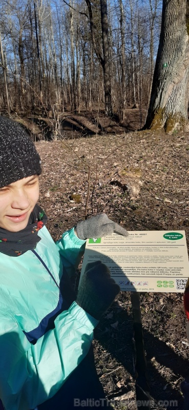Preiļu parka teritorijā atrodas 9 Valsts nozīmes dižkoki un 7 Vietējās nozīmes dižkoki. Visi 16 ir apzīmēti ar speciālām atpazīstamības zīmēm - ozolko Preiļu parka teritorijā atrodas 9 Valsts nozīmes dižkoki un 7 Vietējās nozīmes dižkoki. Visi 16 ir apzīmēti ar speciālām atpazīstamības zīmēm - ozolko 280643