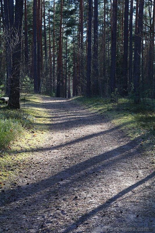 Pavasara pumpuri un ziedi iekrīt Travelnews.lv fotoobjektīvā 280993