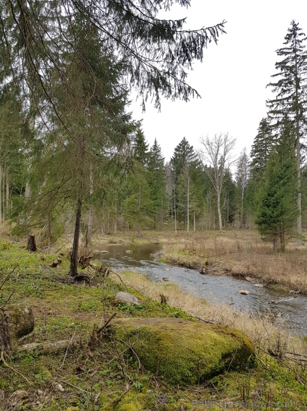 Viesatas upesloku dabas taka Tukuma  pusē ir ārkārtīgi skaista un patiks garāku pastaigu cienītājiem 281437