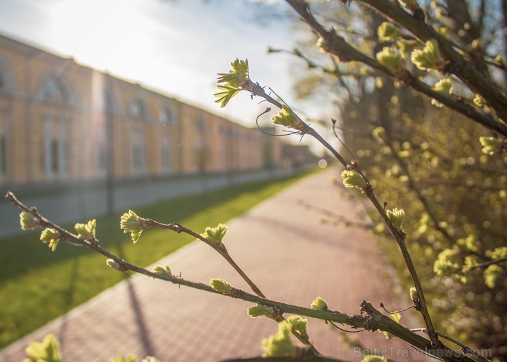 links: Daugavpils cietoksni ieskauj pavasara ziedonis 281880