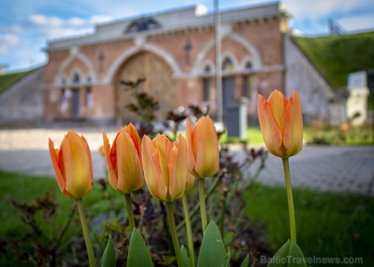links: Daugavpils cietoksni ieskauj pavasara ziedonis 281892