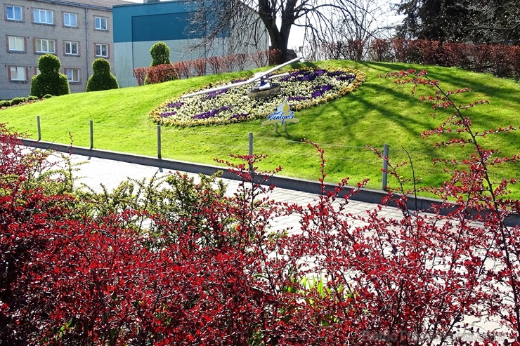 Ventspils ietērpta neskaitāmos pavasara ziedos 282456