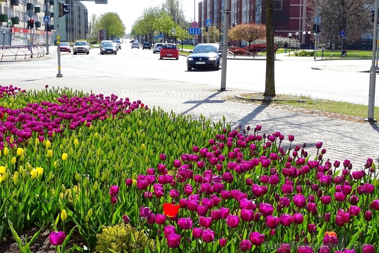 Ventspils ietērpta neskaitāmos pavasara ziedos 282468