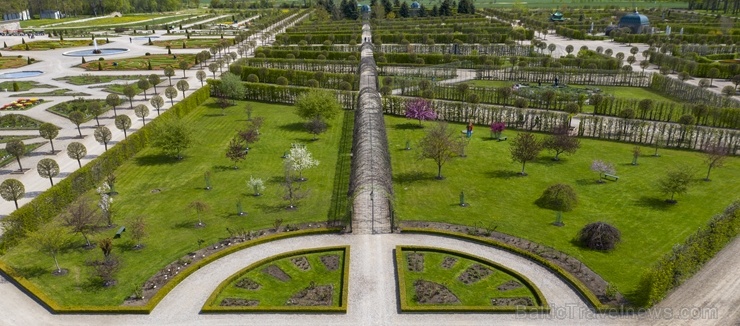 Rundāles pils franču dārzā pilnā plaukumā zied tulpes un augļukoki 282534
