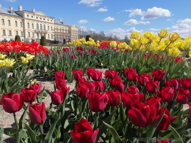Rundāles pils franču dārzā pilnā plaukumā zied tulpes un augļukoki 282562