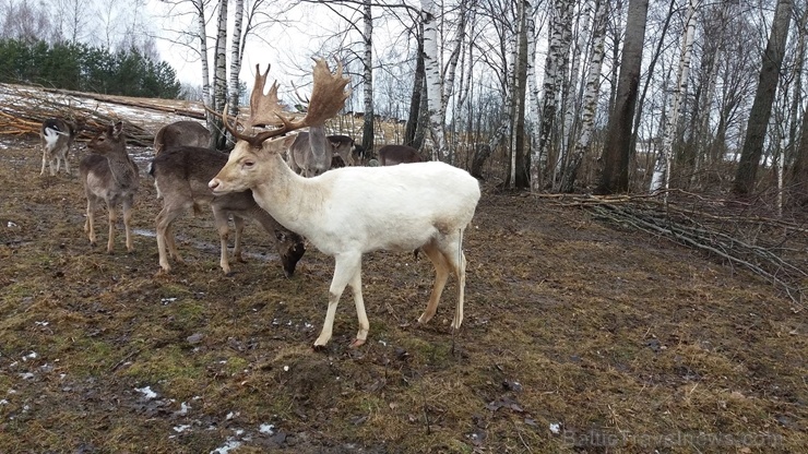 Latgales zoodārzos var apskatīt daudzveidīgo dzīvnieku pasauli 282829