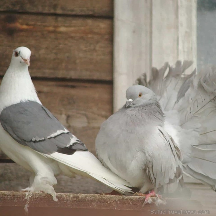 Latgales zoodārzos var apskatīt daudzveidīgo dzīvnieku pasauli 282831