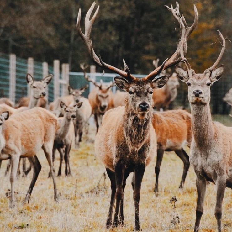 Latgales zoodārzos var apskatīt daudzveidīgo dzīvnieku pasauli 282834