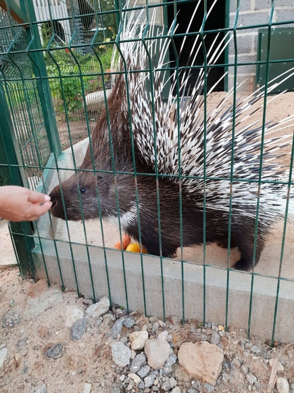 Latgales zoodārzos var apskatīt daudzveidīgo dzīvnieku pasauli 282842
