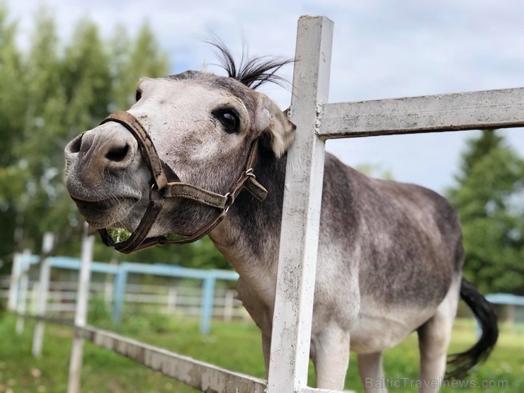 Latgales zoodārzos var apskatīt daudzveidīgo dzīvnieku pasauli 282843