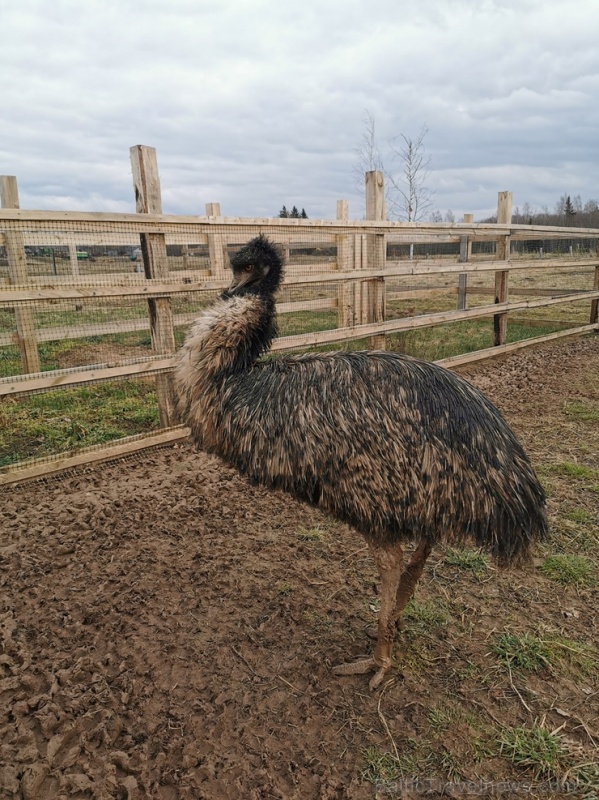 Latgales zoodārzos var apskatīt daudzveidīgo dzīvnieku pasauli 282848