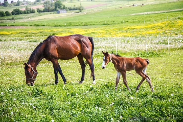 Latgales zoodārzos var apskatīt daudzveidīgo dzīvnieku pasauli 282853