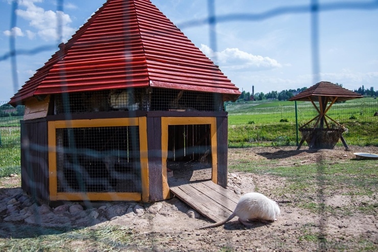 Latgales zoodārzos var apskatīt daudzveidīgo dzīvnieku pasauli 282854