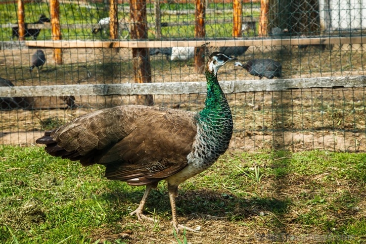 Latgales zoodārzos var apskatīt daudzveidīgo dzīvnieku pasauli 282855
