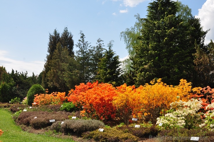 Nacionālajā botāniskajā dārzā Salaspilī krašņi zied rododendri 283698