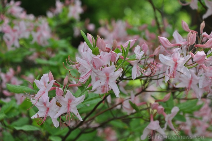 Nacionālajā botāniskajā dārzā Salaspilī krašņi zied rododendri 283706