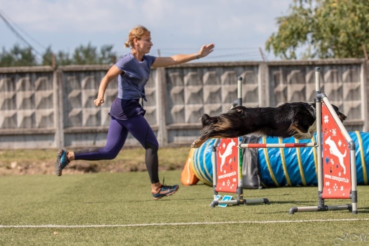 Starptautiskajās suņu sporta – adžiliti sacensībās Starptautiskajās suņu sporta – adžiliti sacensībās