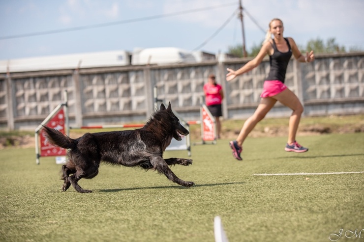 Starptautiskajās suņu sporta – adžiliti sacensībās Starptautiskajās suņu sporta – adžiliti sacensībās