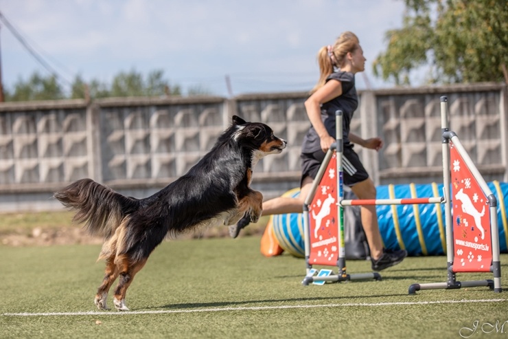 Starptautiskajās suņu sporta – adžiliti sacensībās Starptautiskajās suņu sporta – adžiliti sacensībās