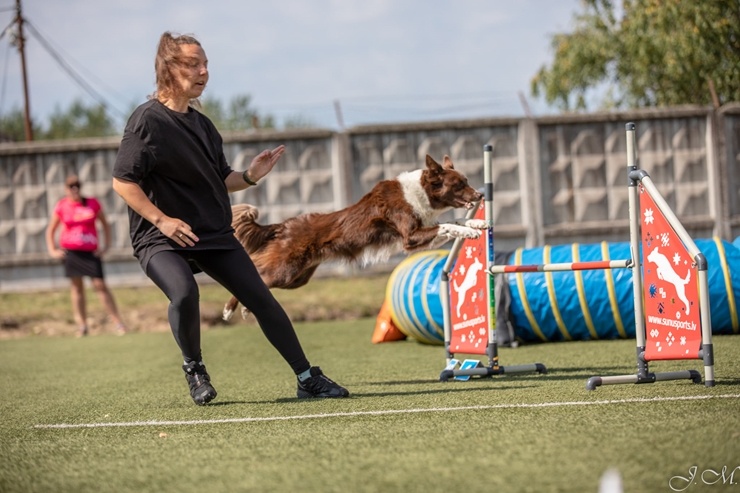 Starptautiskajās suņu sporta – adžiliti sacensībās Starptautiskajās suņu sporta – adžiliti sacensībās